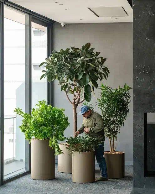 فضاسازی گل و گیاه|خدمات باغبانی و درختکاری|مشهد, کوثر|دیوار