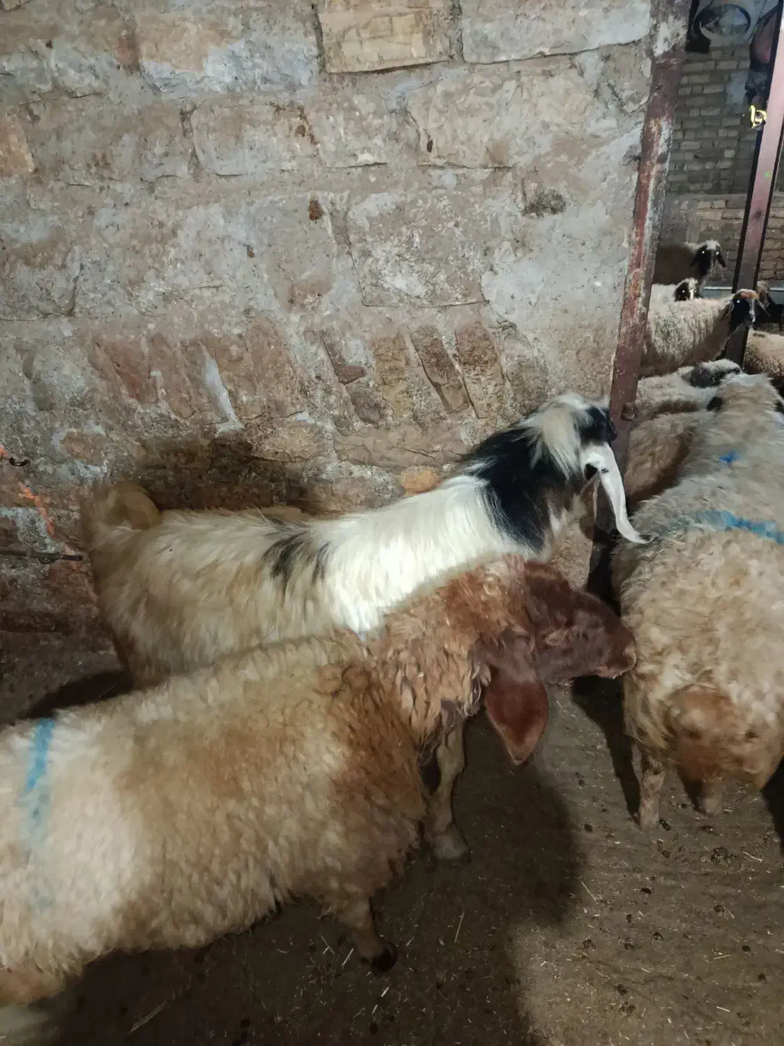 بز نر (ساورین) داشتی|حیوانات مزرعه|جوانرود, |دیوار