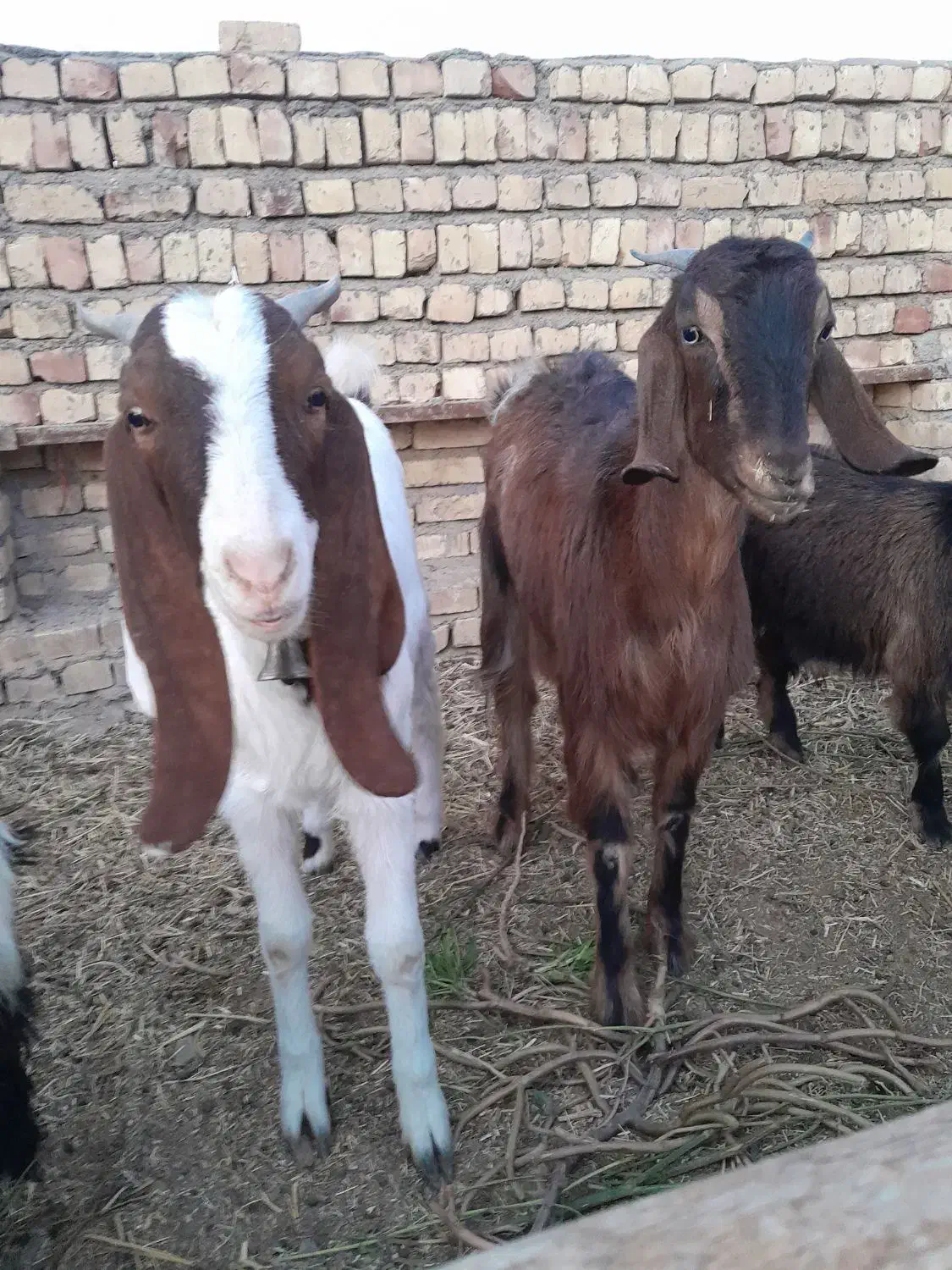 بزغاله دورگ|حیوانات مزرعه|جعفرآباد, |دیوار