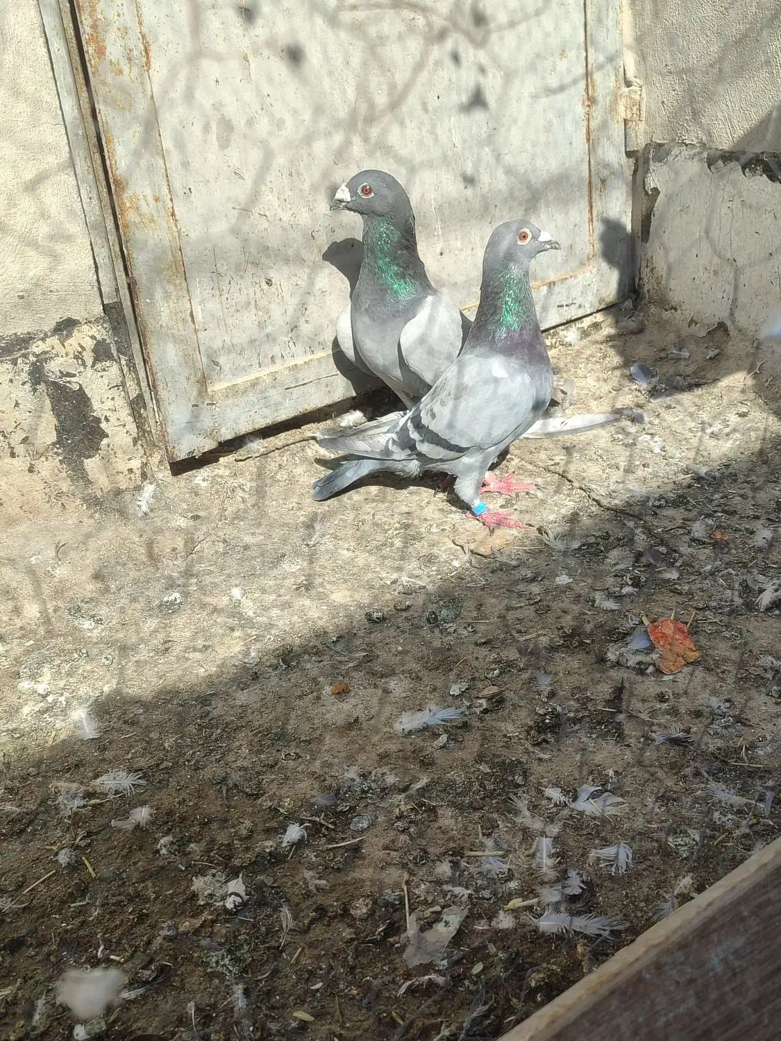 کفتر جفتی|پرنده|شیراز, کرونی(خاتونک)|دیوار