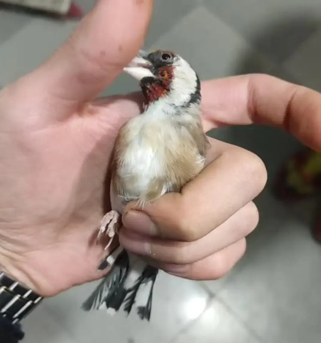 سهره نر رسمی|پرنده|پردیس, شهرک صنعتی کمرد|دیوار