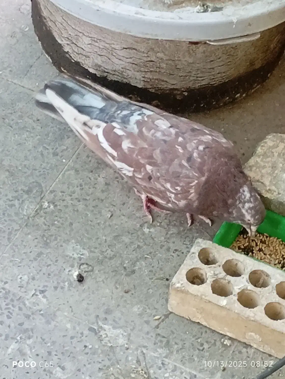 کبوتر سرور نر|پرنده|اصفهان, طامه|دیوار