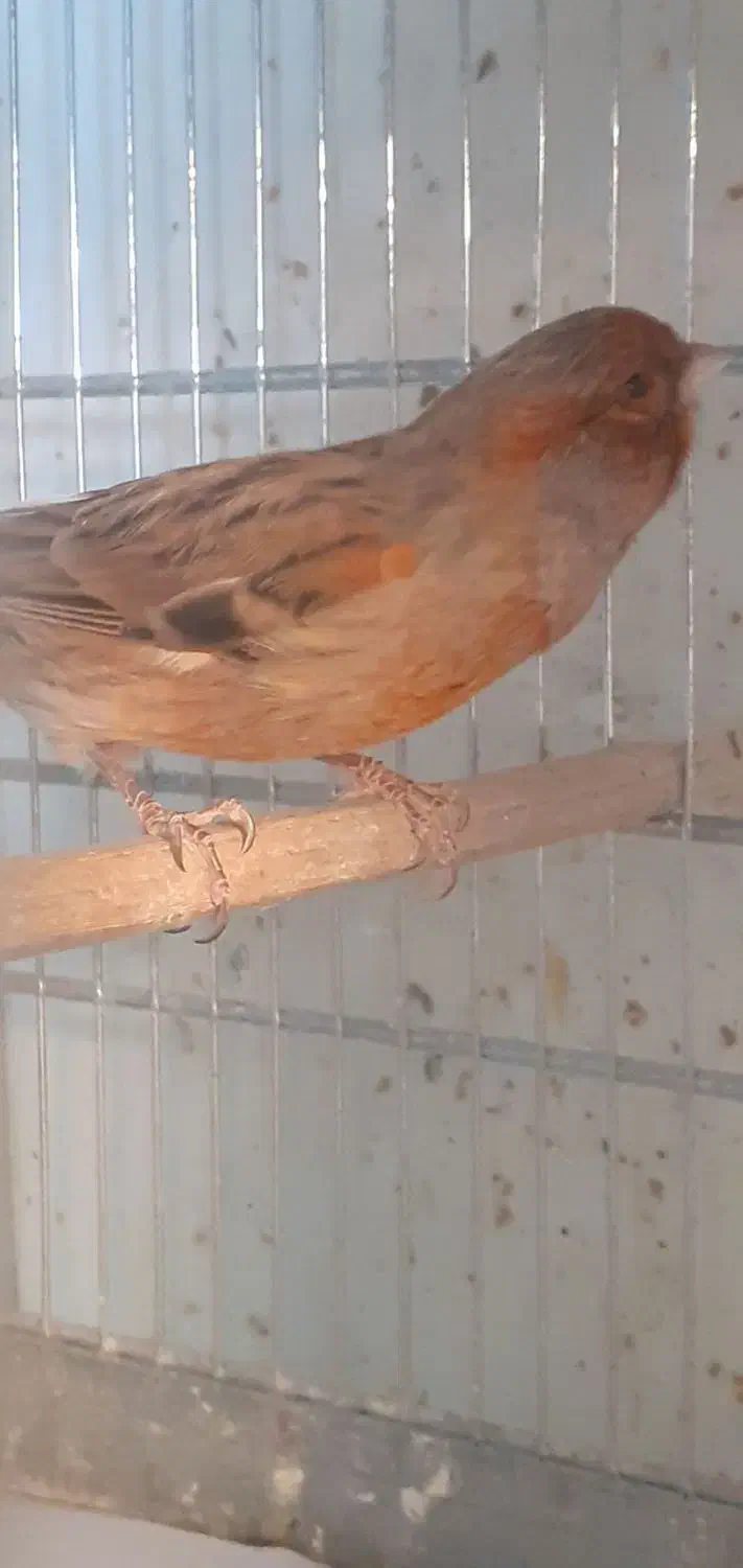 قناری نر و ماده اماده، بخون، سرخ سوخته|پرنده|باغستان, |دیوار