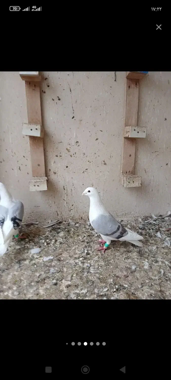 دوکتی|پرنده|احمدآبادمستوفی, |دیوار