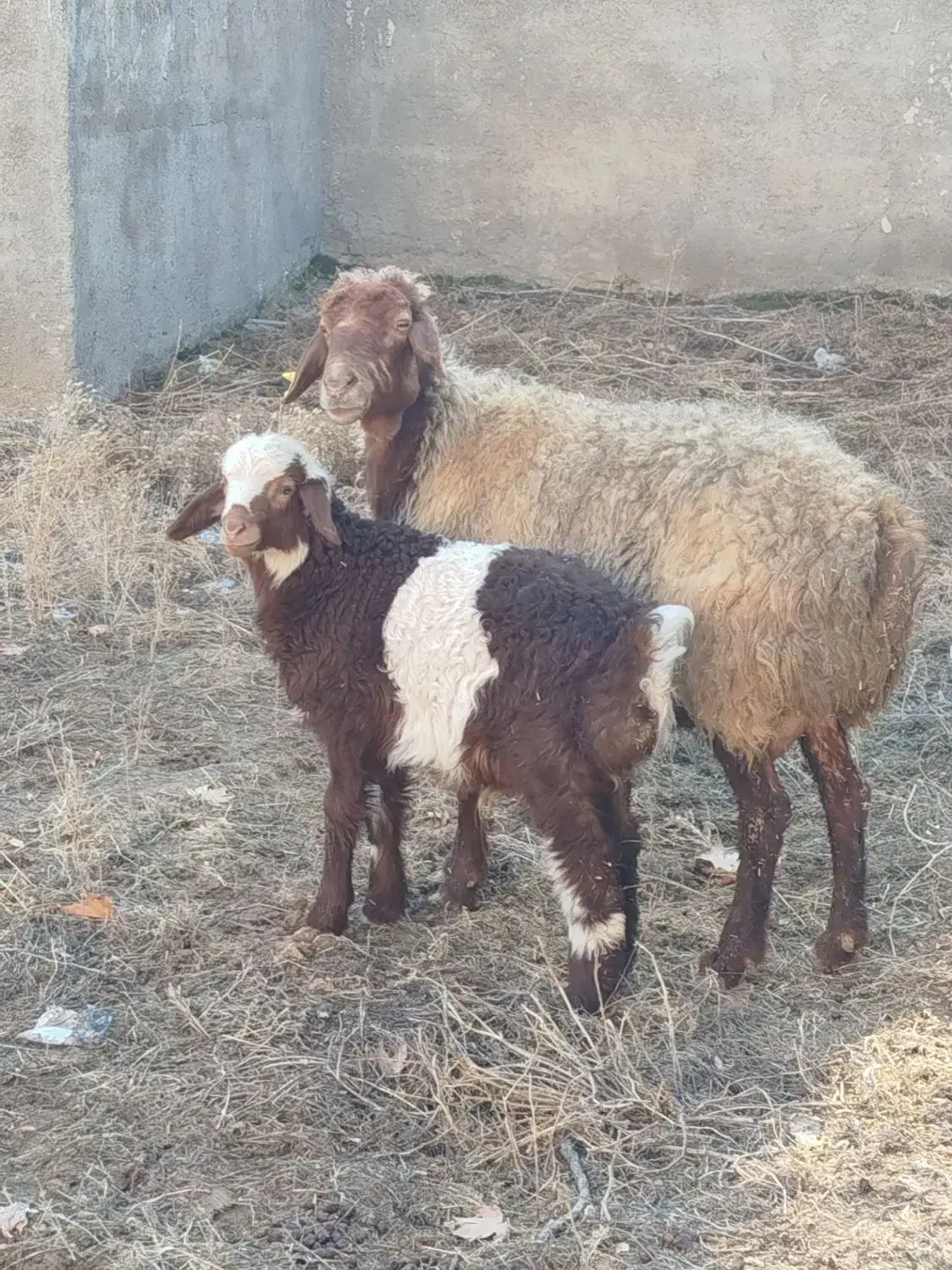 گوسفند|حیوانات مزرعه|شیروان (خراسان), |دیوار