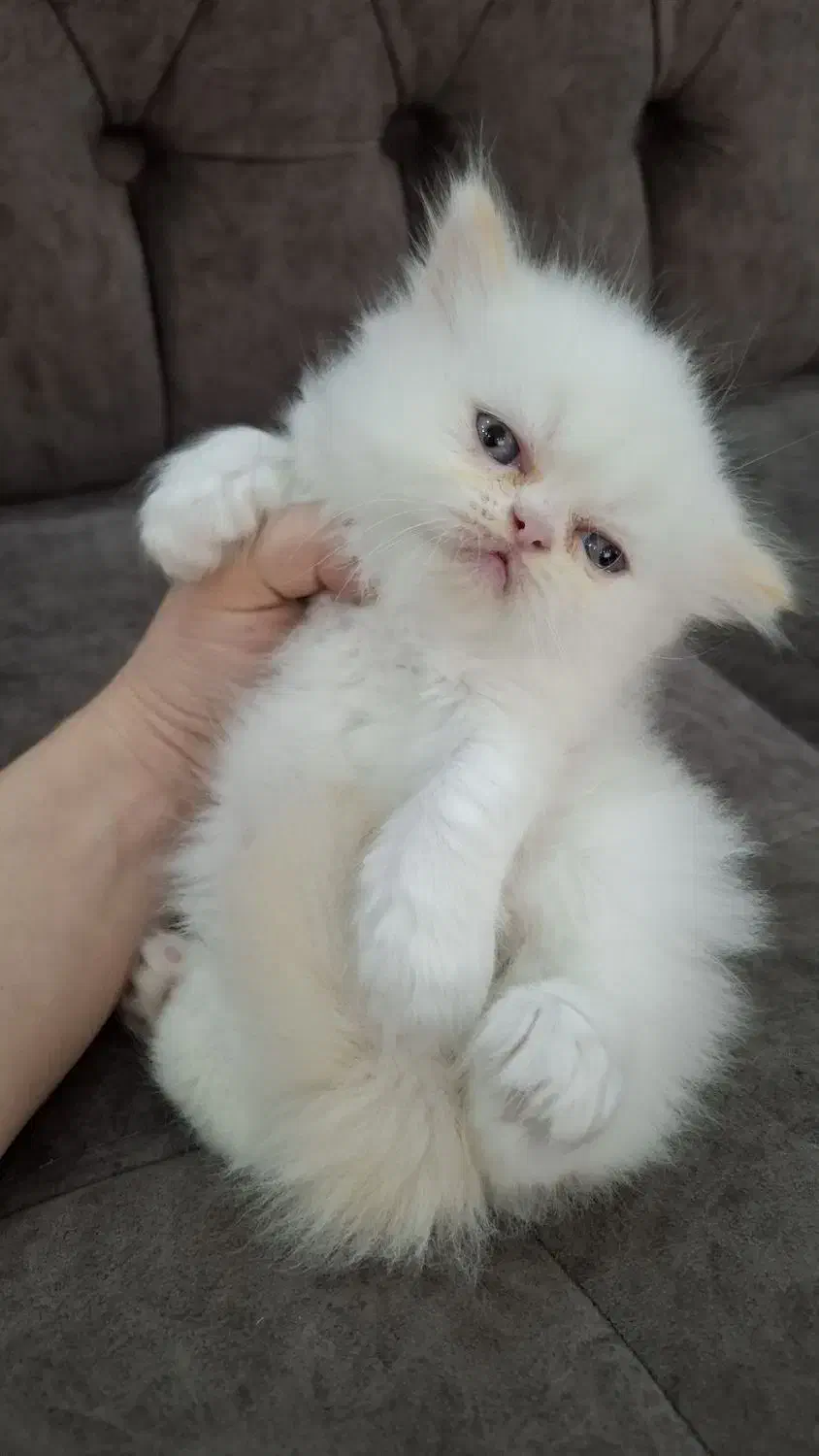 گربه پرشین|گربه|رشت, اسماعیل آباد|دیوار