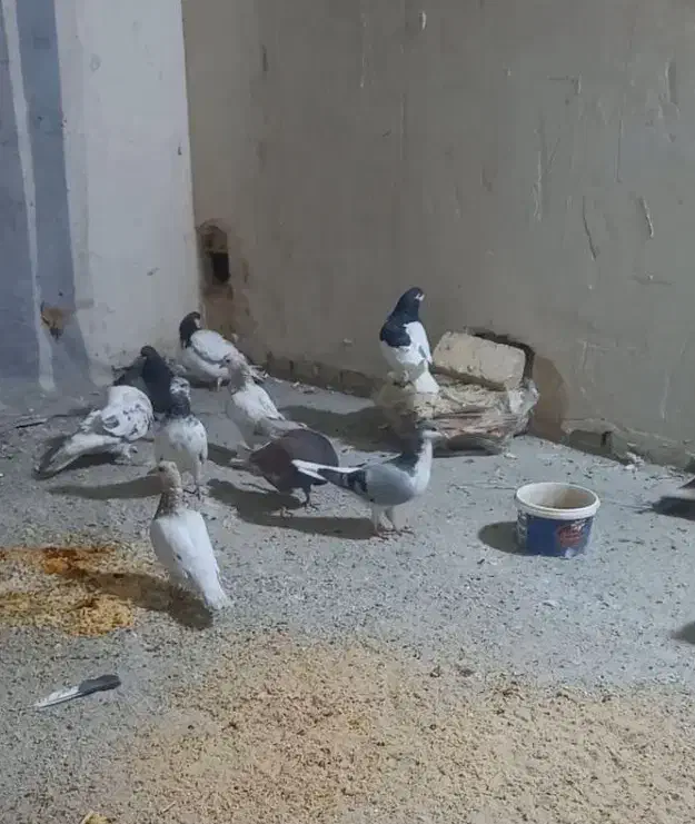 کبوتر|پرنده|اندیشه, شهرک المهدی|دیوار