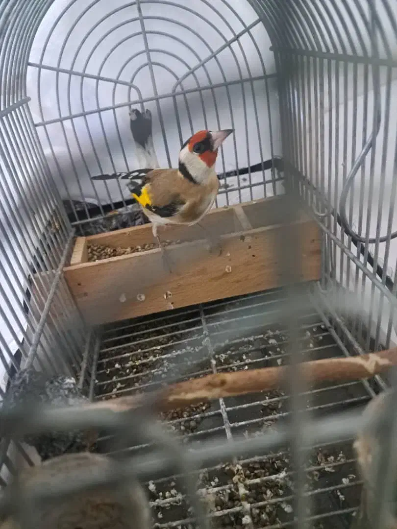 دو عدد سهره گل بلند کشیده استان فارسی درجه یک|پرنده|شیراز, قلعه نو|دیوار