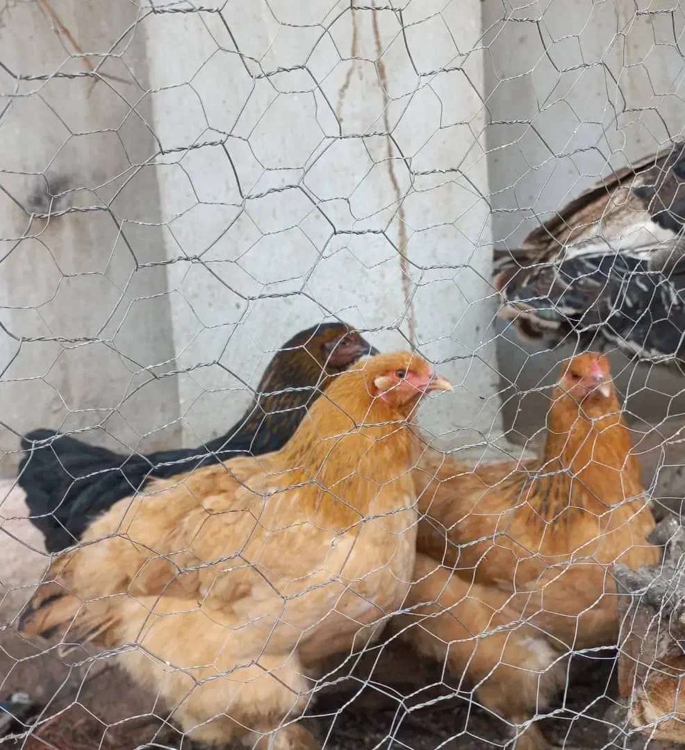 سه عدد مرغ برهما تا یه ماه دیگه تخم میزارن|حیوانات مزرعه|دلند, |دیوار