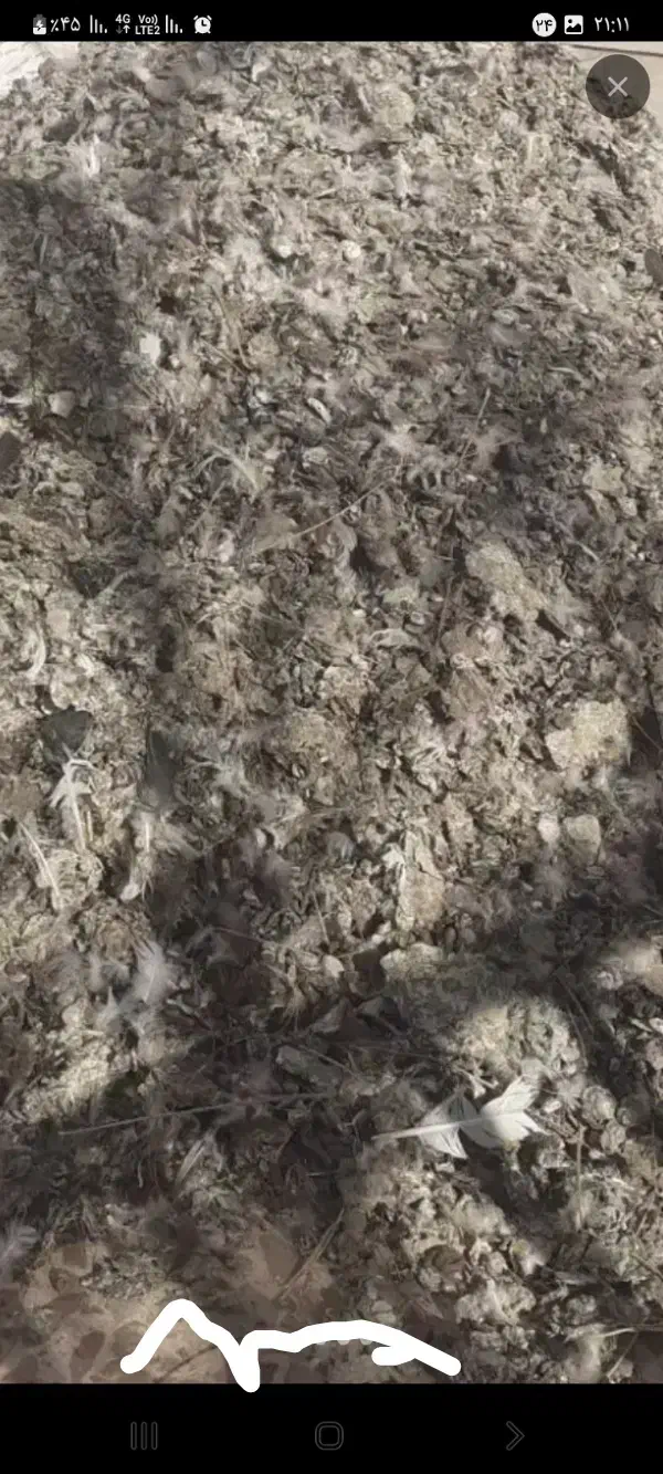 کود کبوتر|لوازم جانبی حیوانات|مشهد, کلاته برفی|دیوار