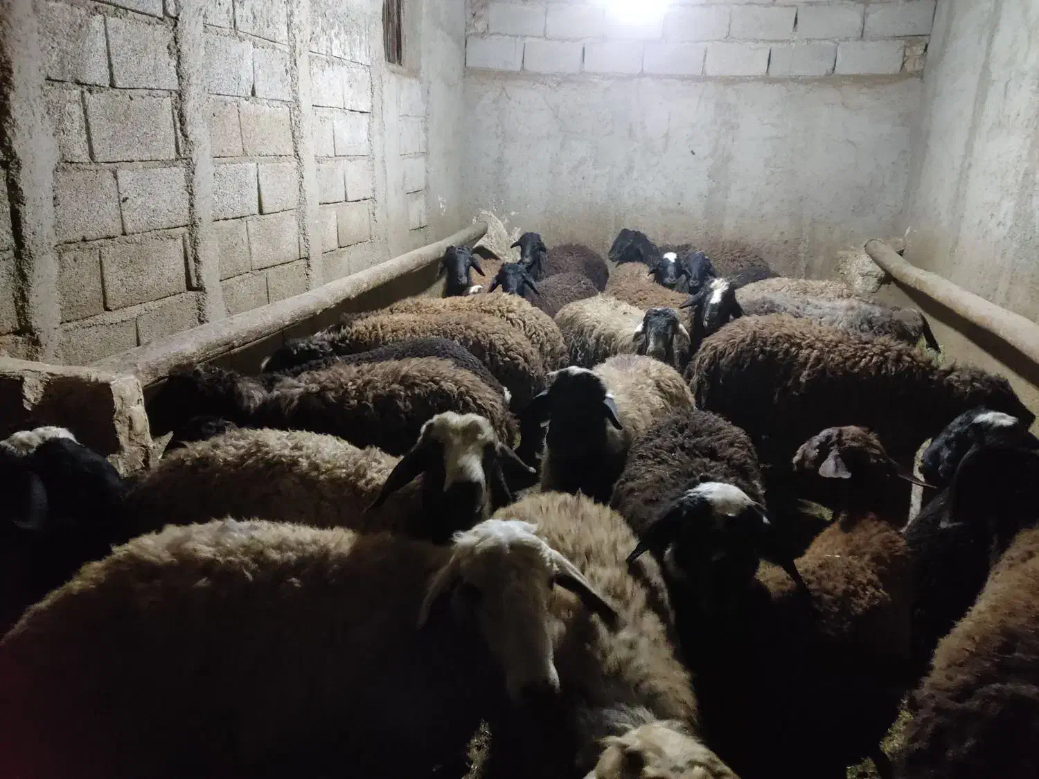 بره نر پای پروار|حیوانات مزرعه|بزینه رود, |دیوار