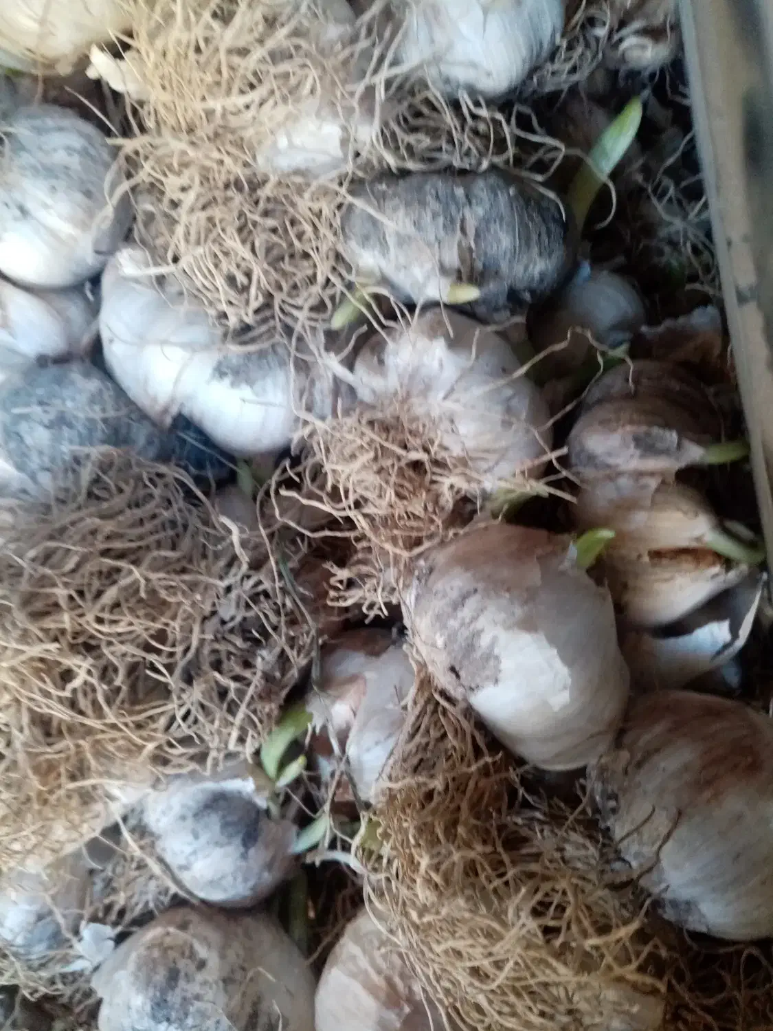 سیر|گل و گیاه طبیعی|گرگان, |دیوار