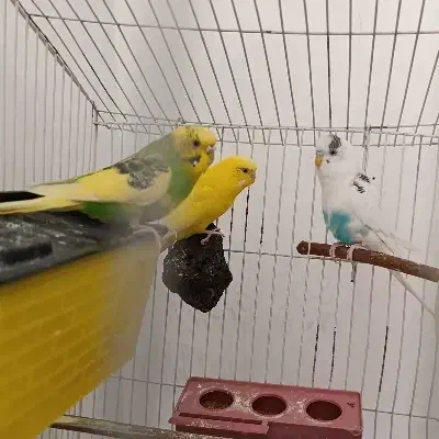 مرغ عشق|پرنده|ایلام, |دیوار