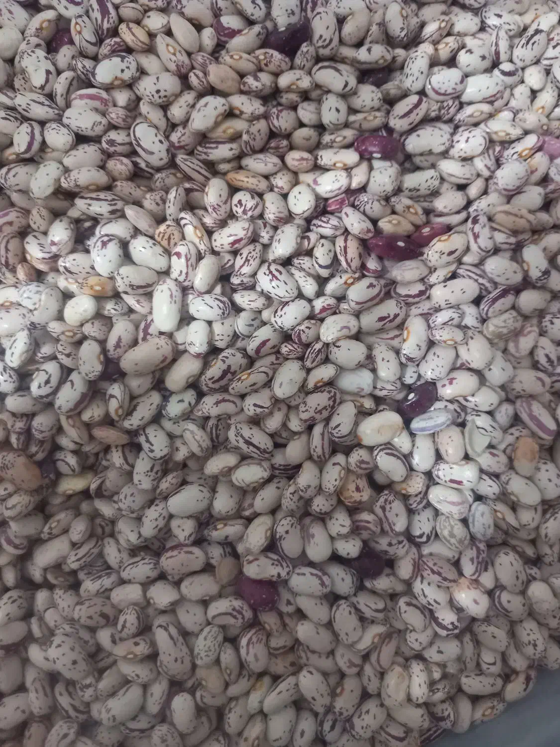 لوبیا چیتی اوتران|خوردنی و آشامیدنی|صومای برادوست, |دیوار