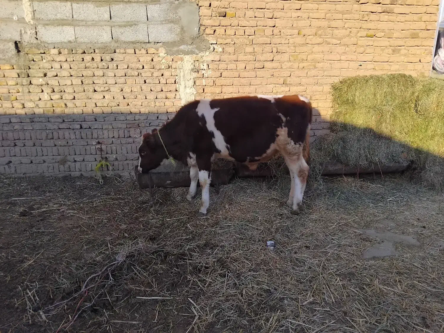 گوساله نر قرمز سیمنتال شرابی گاو|حیوانات مزرعه|تبریز, |دیوار