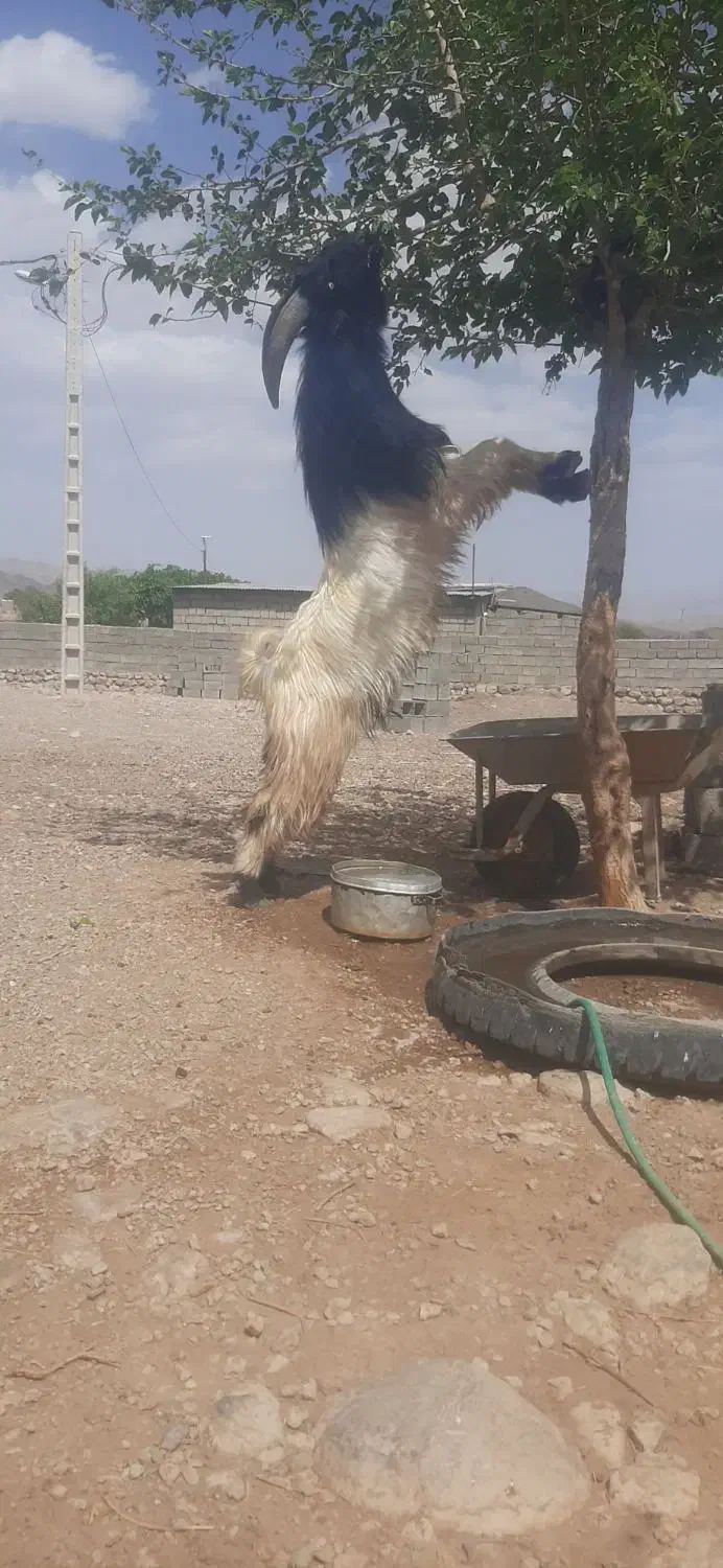 نری بختیاری|حیوانات مزرعه|بافت, |دیوار