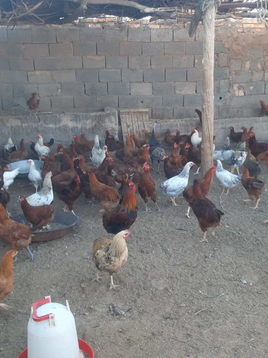 مرغ خروس|حیوانات مزرعه|باشتین, |دیوار