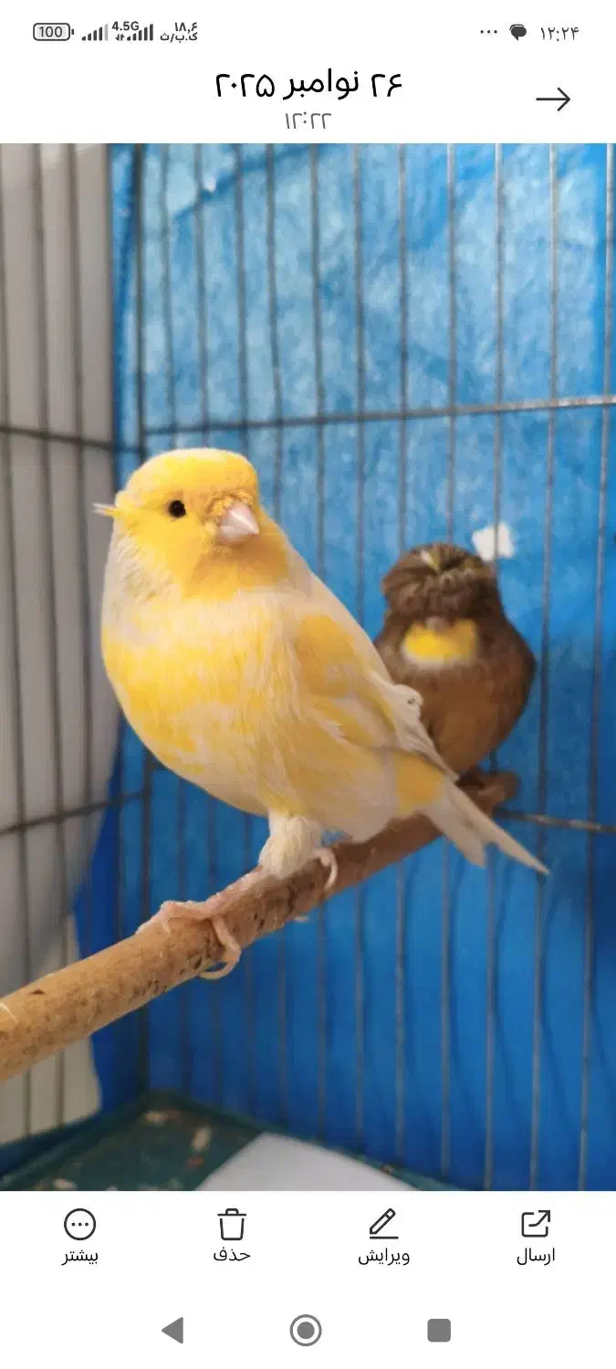 قناری ماده گلاستر|پرنده|اصفهان, امامزاده اسماعیل|دیوار