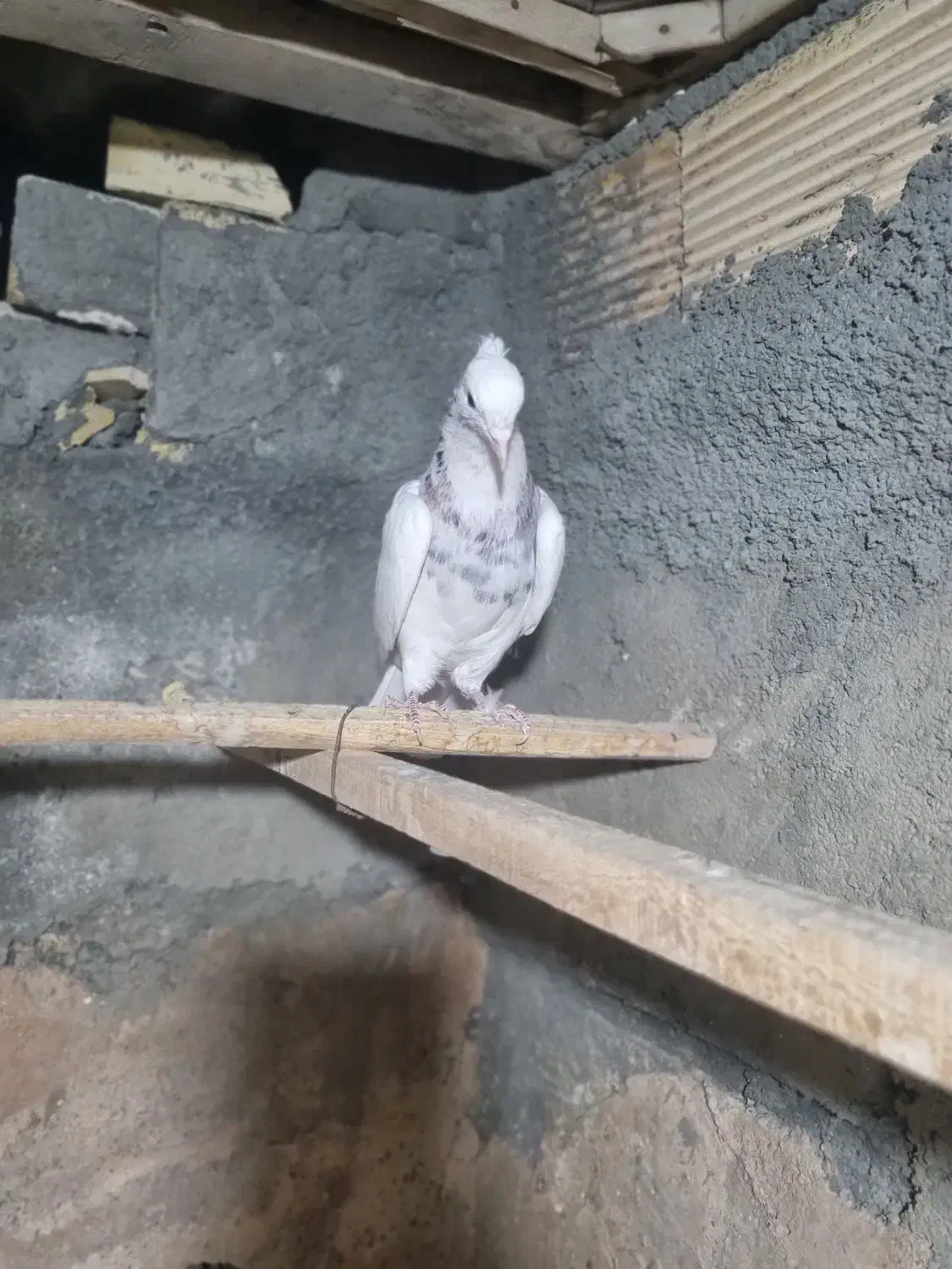 طوقی|پرنده|مبارکه, |دیوار