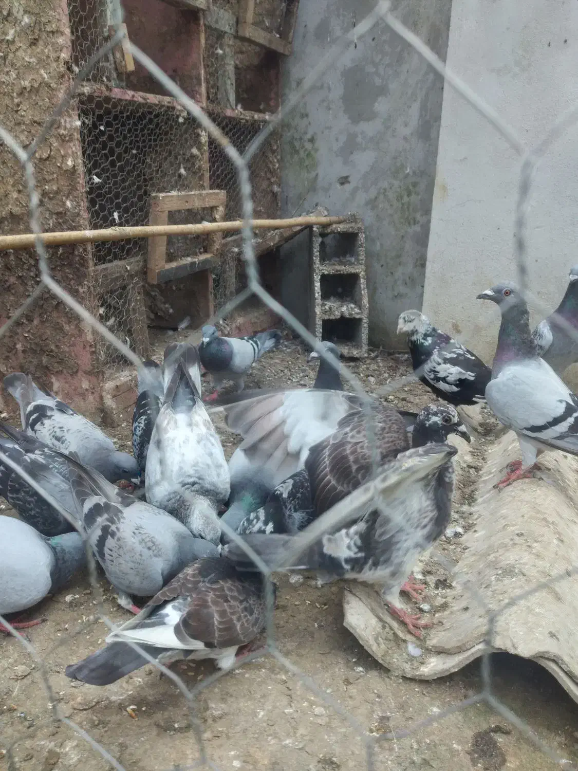 کبوتر پلاکی .مسافتی.|پرنده|کتالم و سادات شهر, |دیوار