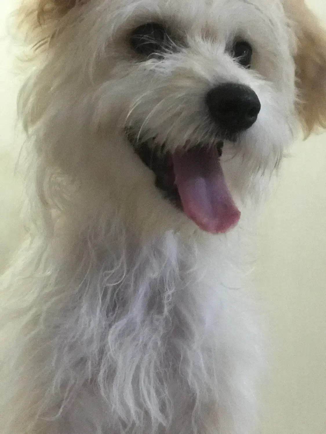 واگذاری رایگان پودل مالتیز|سگ|تهران, تهرانسر مرکزی|دیوار