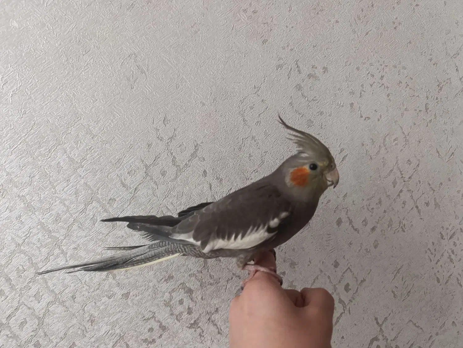 عروس هلندی دستی|پرنده|مشهد, هفده شهریور|دیوار