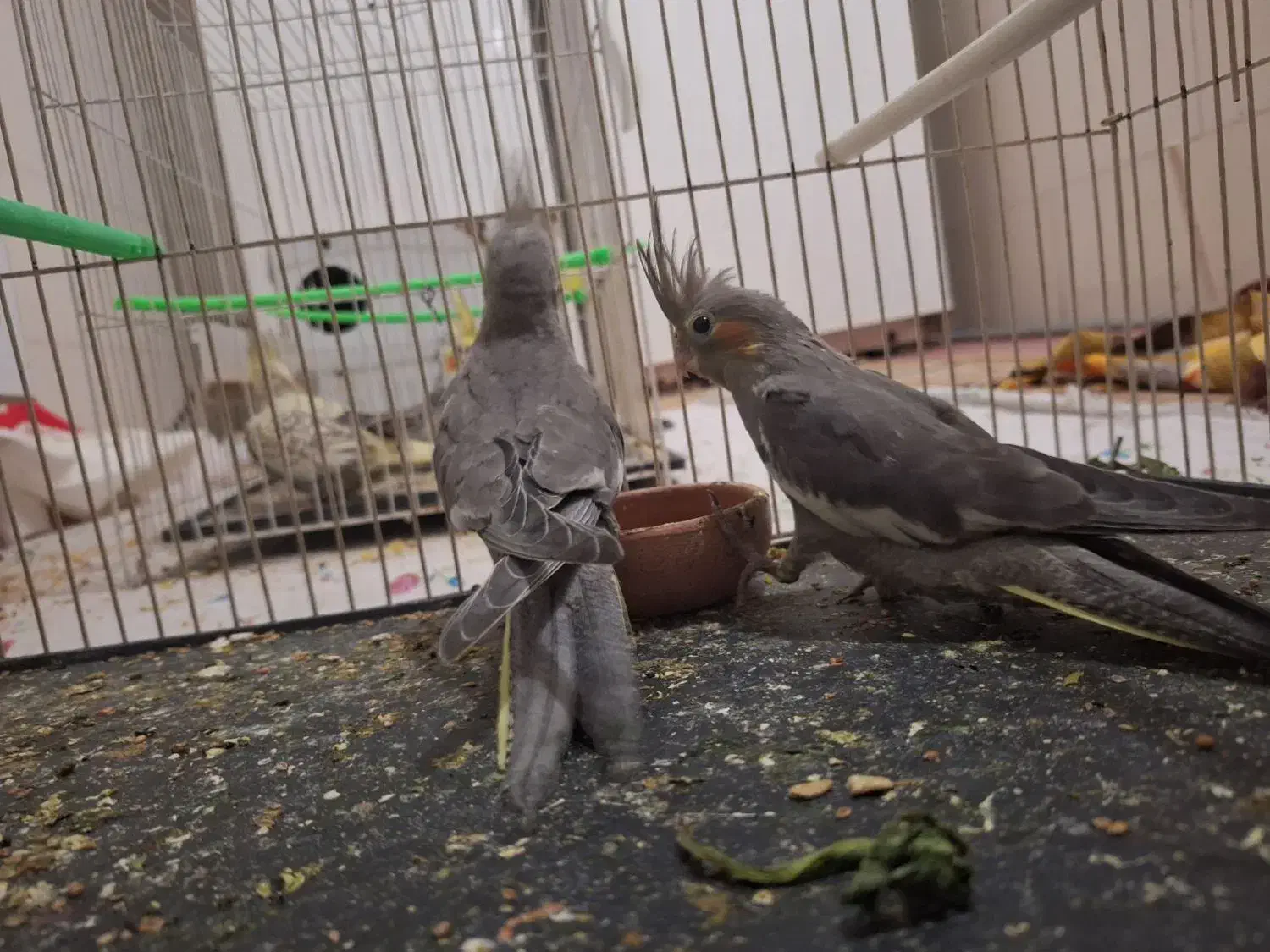 عروس هلندی|پرنده|خواف, |دیوار