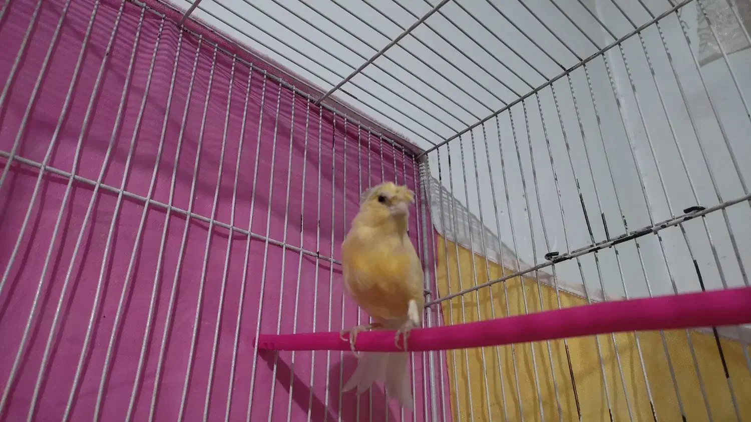 قناری ماده پرتقالی|پرنده|مشهد, امین آباد|دیوار