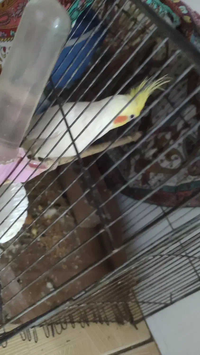 سالم|پرنده|گنبد کاووس, |دیوار