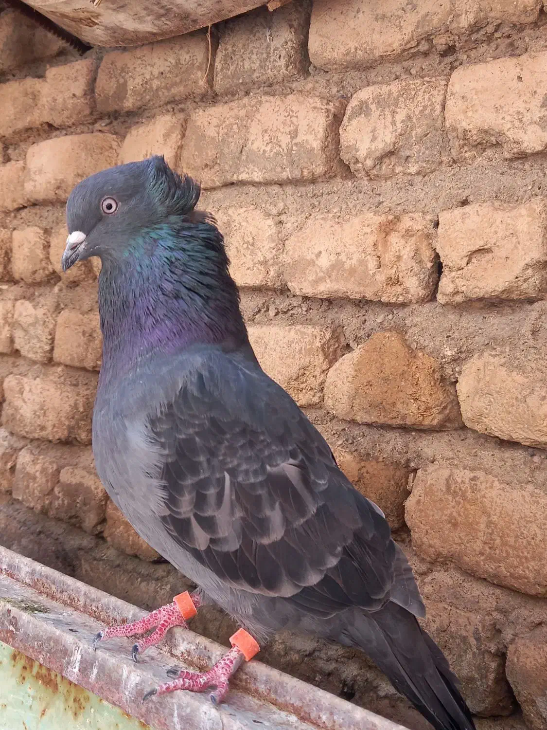 همه نوع کفتر دونه ای ۱۰۰|پرنده|هرسین, |دیوار