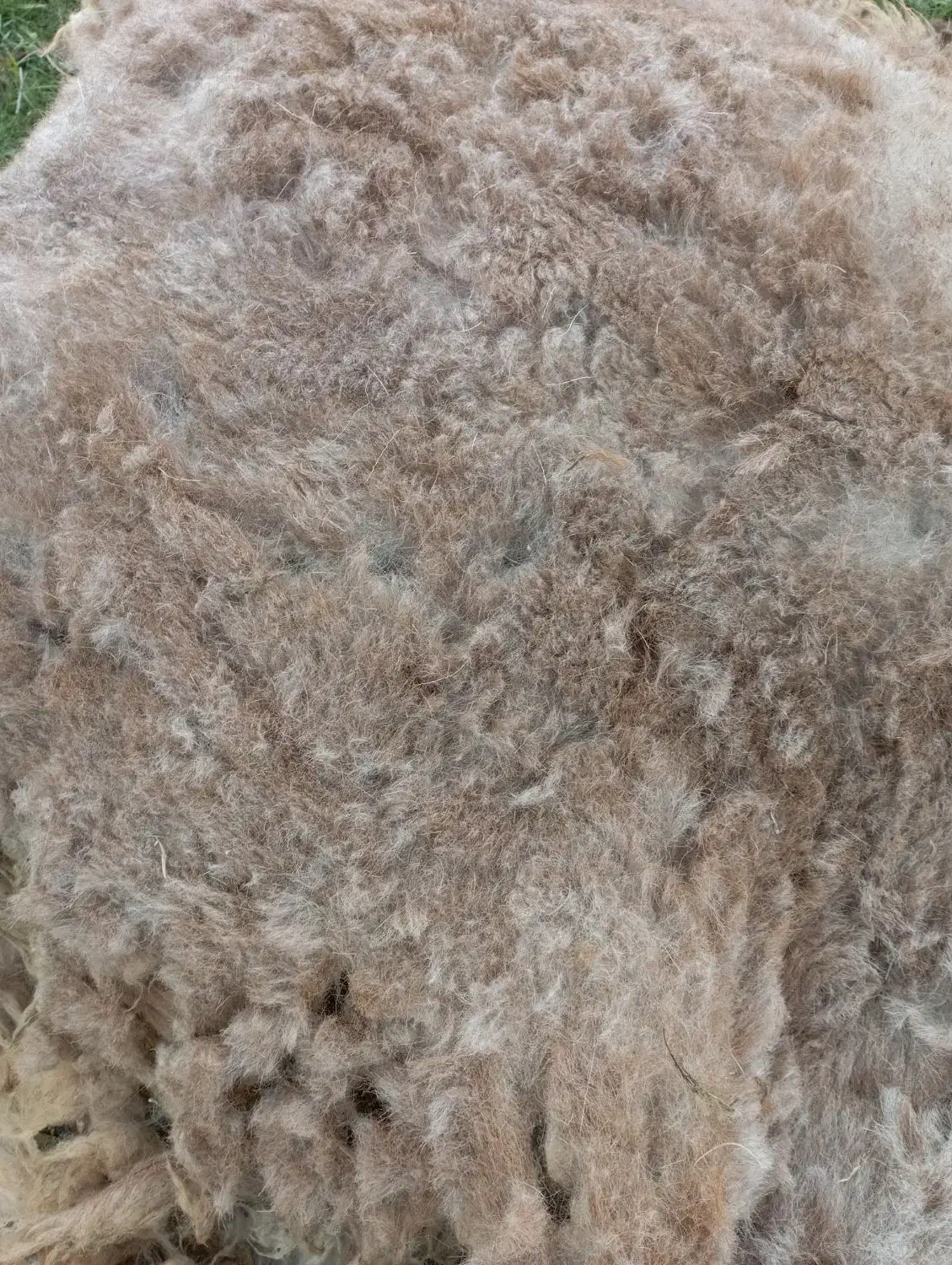 فروش پشم گوسفند|رختخواب، بالش، پتو|اهر, |دیوار