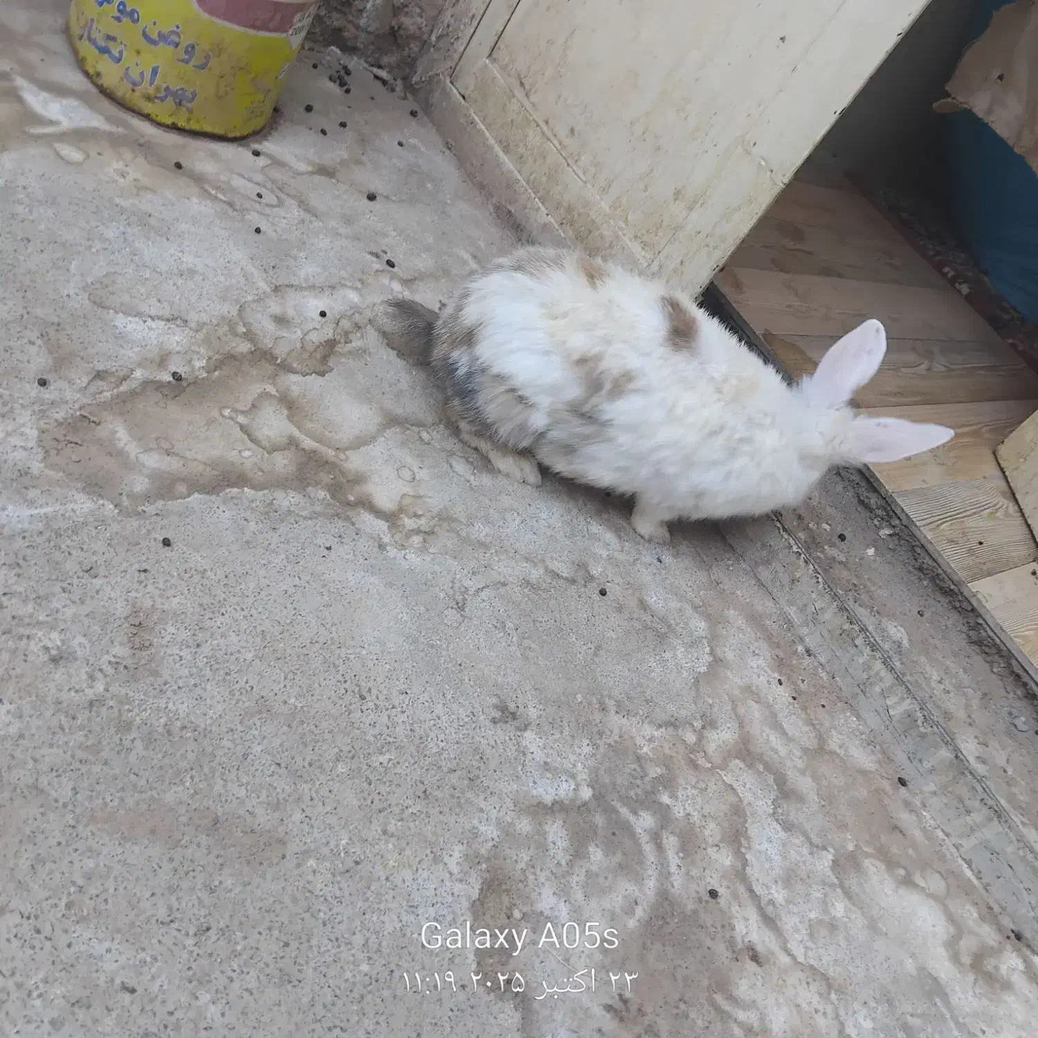 خرگوش ماده سالم سرحال|موش و خرگوش|تربت جام, مطهری|دیوار