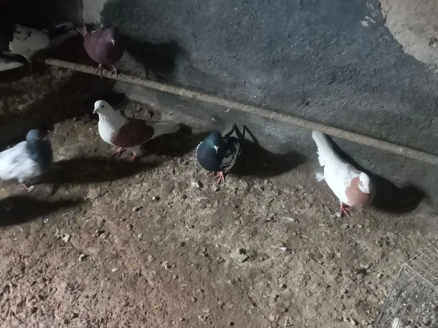 فروش کبوتر|پرنده|ملکان, |دیوار