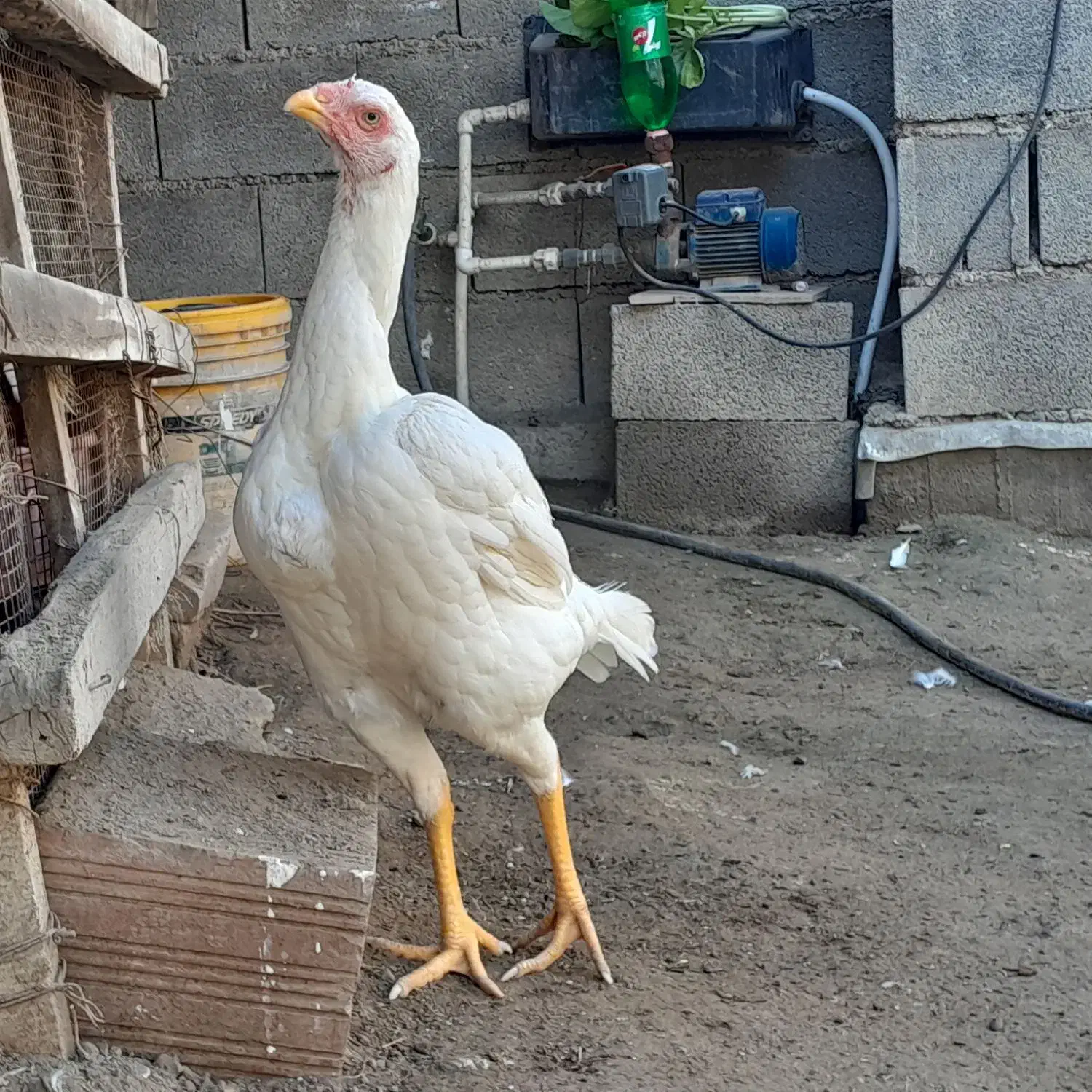 مرغ لاری نسلدار|حیوانات مزرعه|گمیشان, |دیوار