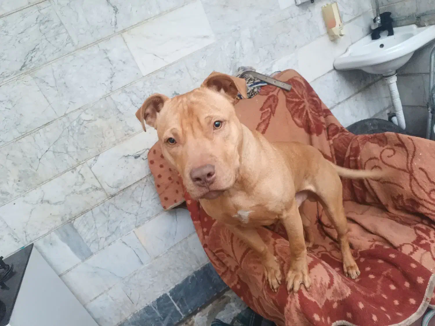 پیتبول نر|سگ|بروجرد, |دیوار