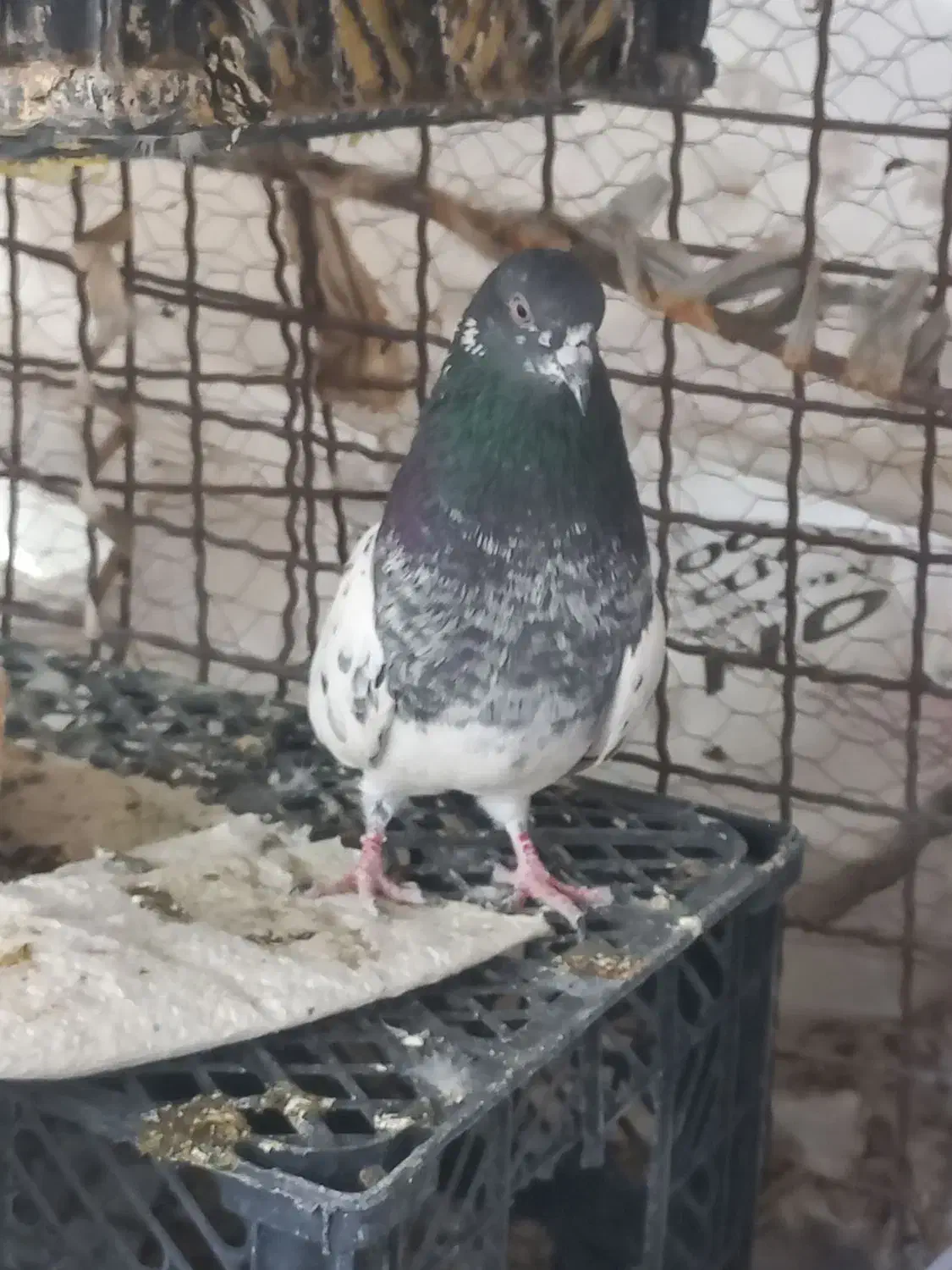 کفتر پاکستانی|پرنده|ایرانشهر, |دیوار