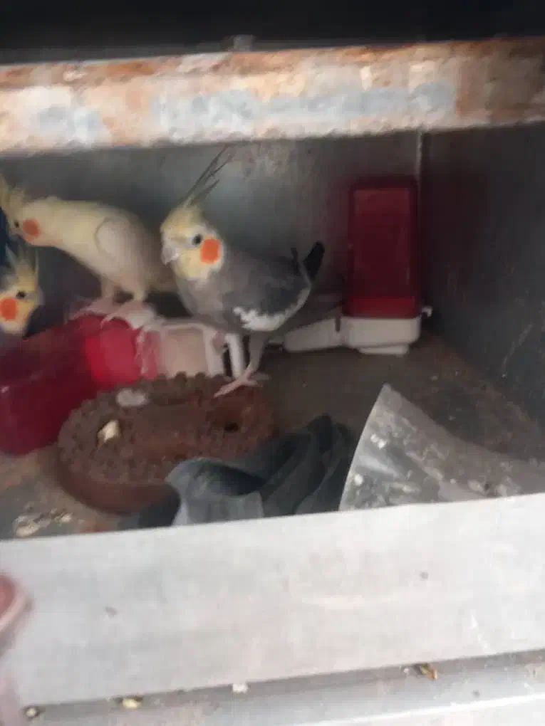 عروس هلندی عنبرآباد|پرنده|عنبرآباد, |دیوار