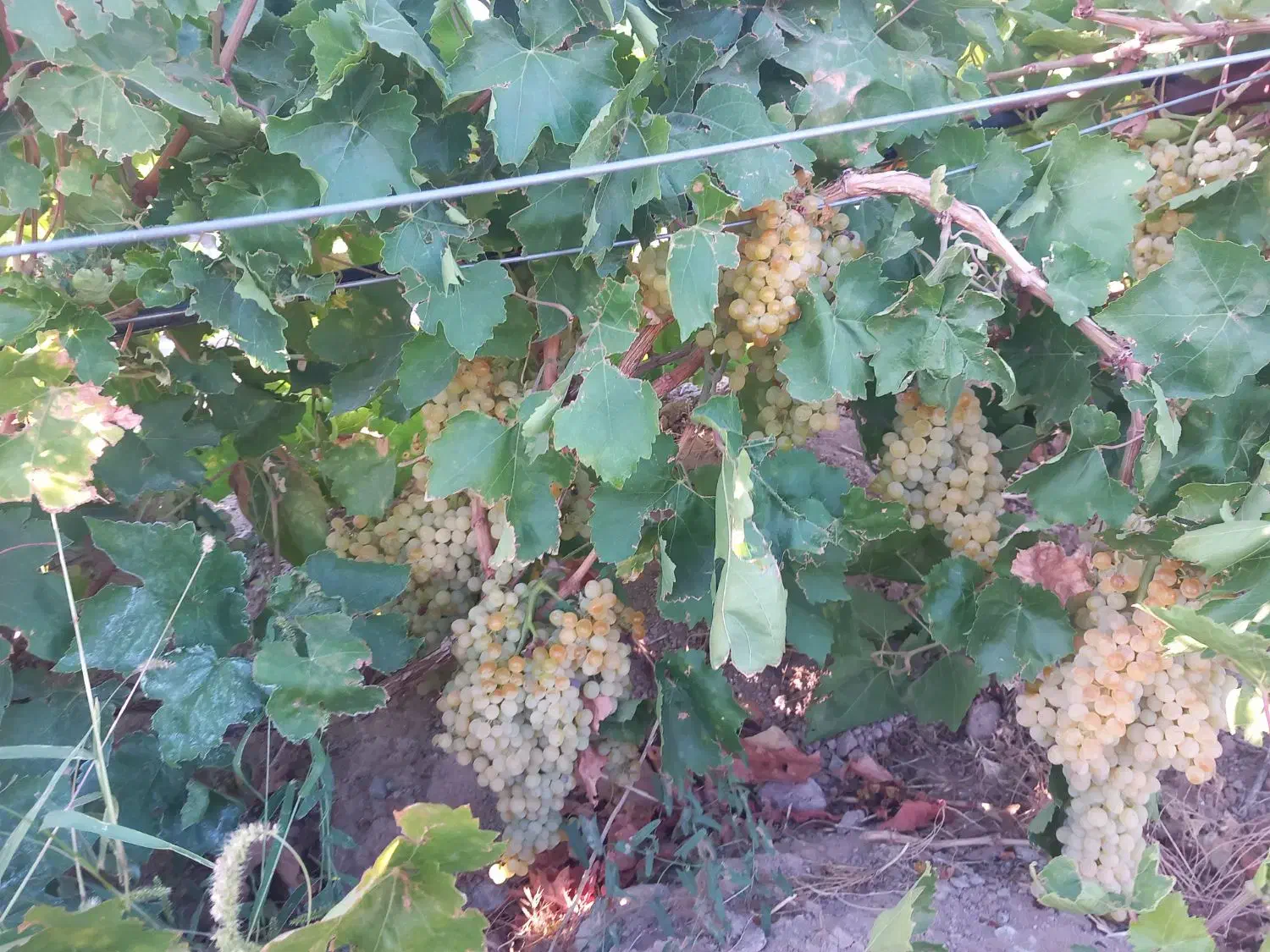 فروشی|فروش دفتر صنعتی، کشاورزی، تجاری|قروه, |دیوار