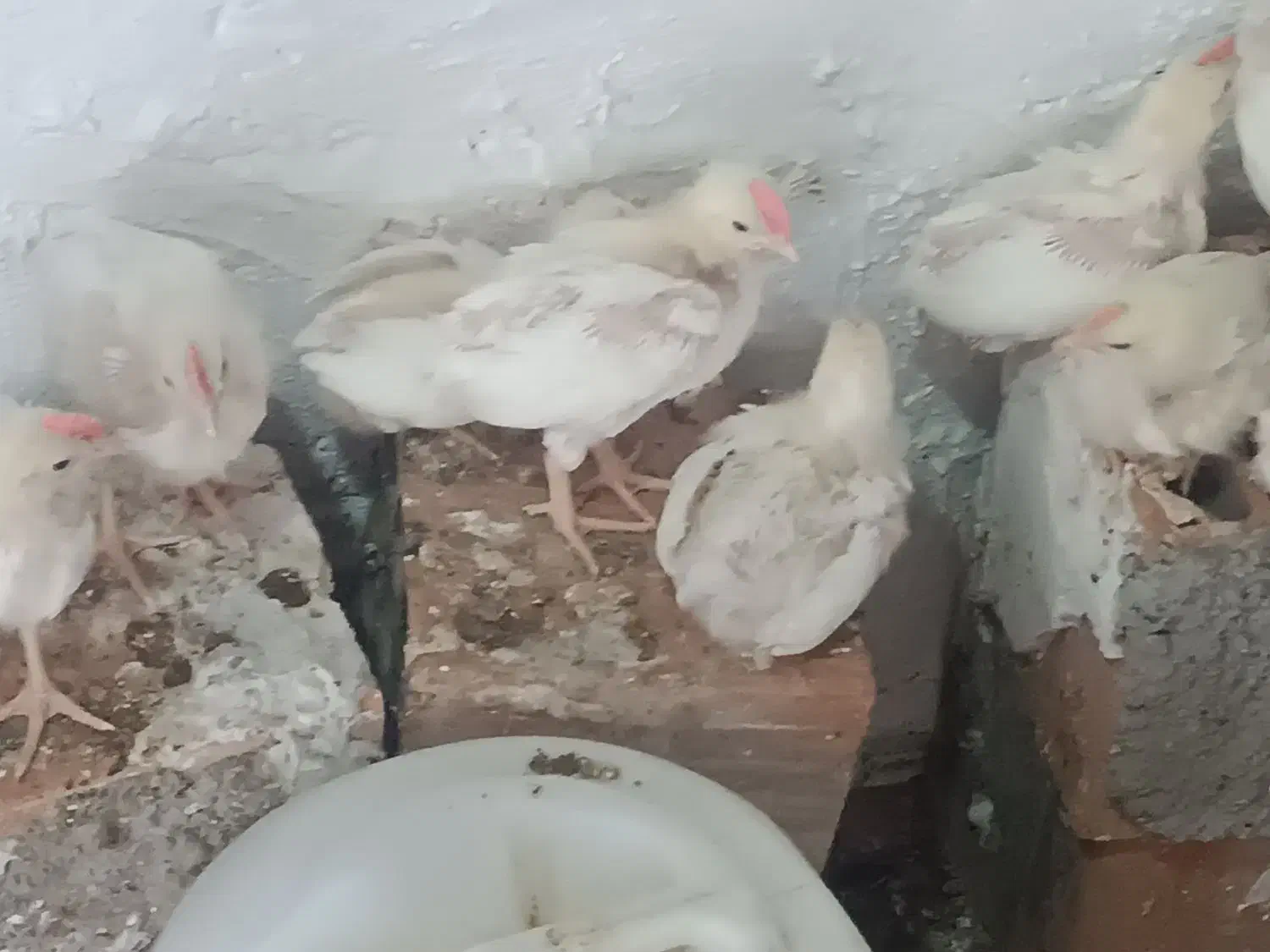 سلام جوجه ماشینی|حیوانات مزرعه|انبارآلوم, |دیوار