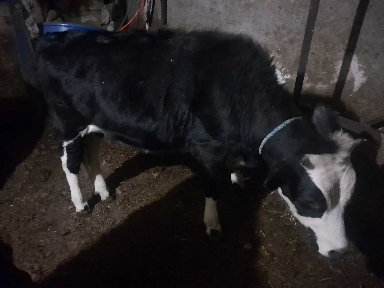 گوساله سیمنتال ماده چاق چاق|حیوانات مزرعه|ورزقان, |دیوار