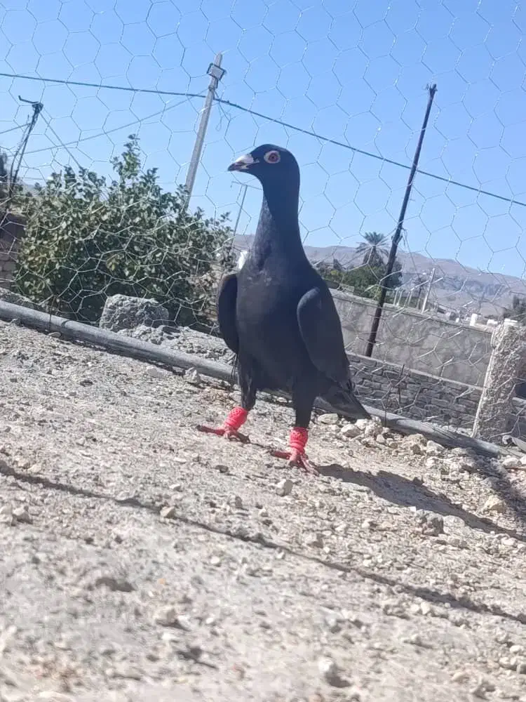 کبوتر|پرنده|شیراز, فرهنگ شهر|دیوار