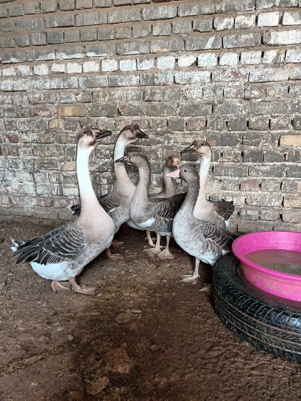 قوغاز و مرغ و خروس|حیوانات مزرعه|زابل, |دیوار