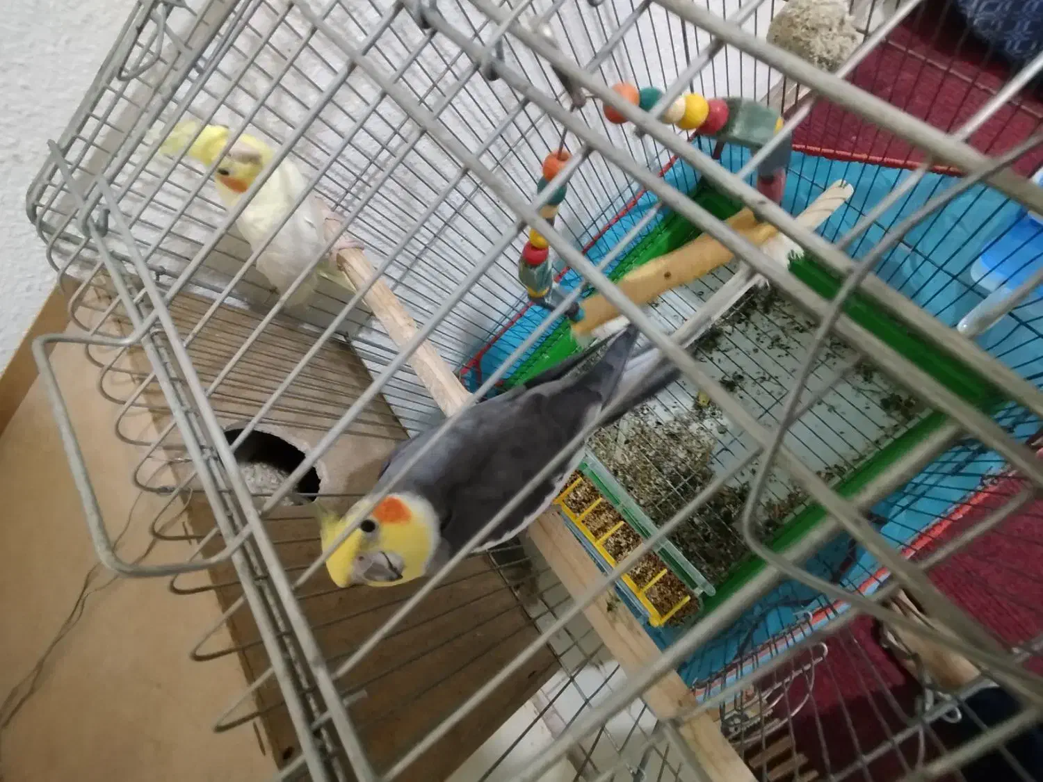 جفت عروس هلندی|پرنده|علی‌آباد کتول, |دیوار