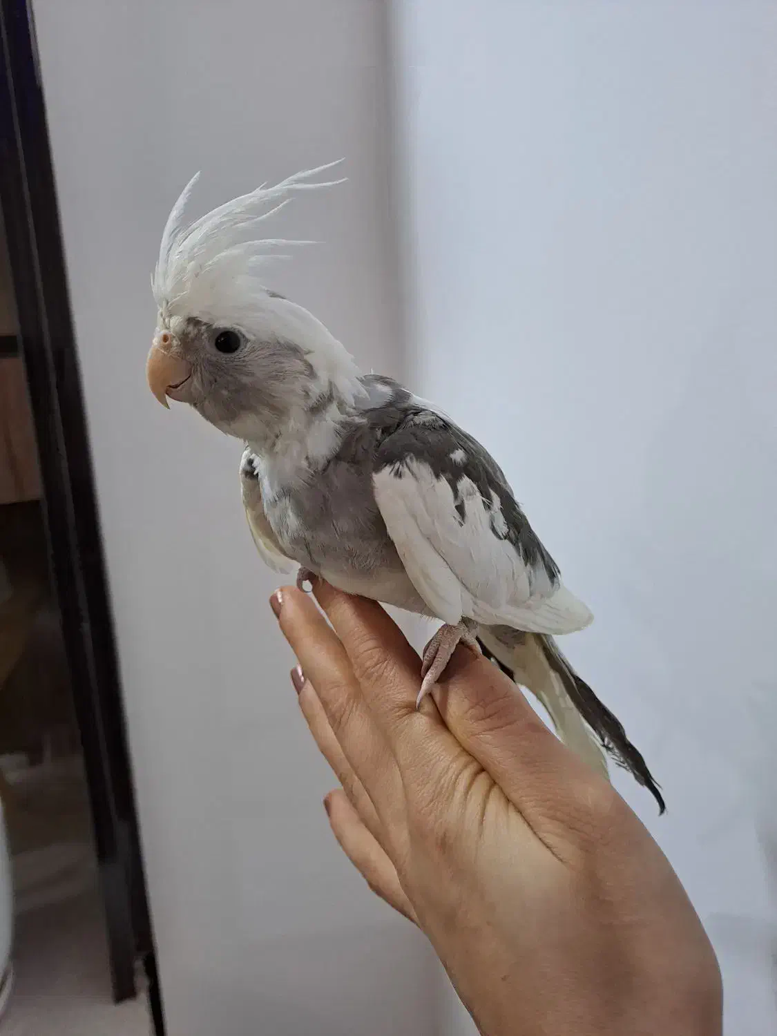 عروس هلندی البینو نر ۴ ماهه|پرنده|رشت, خواهر امام|دیوار