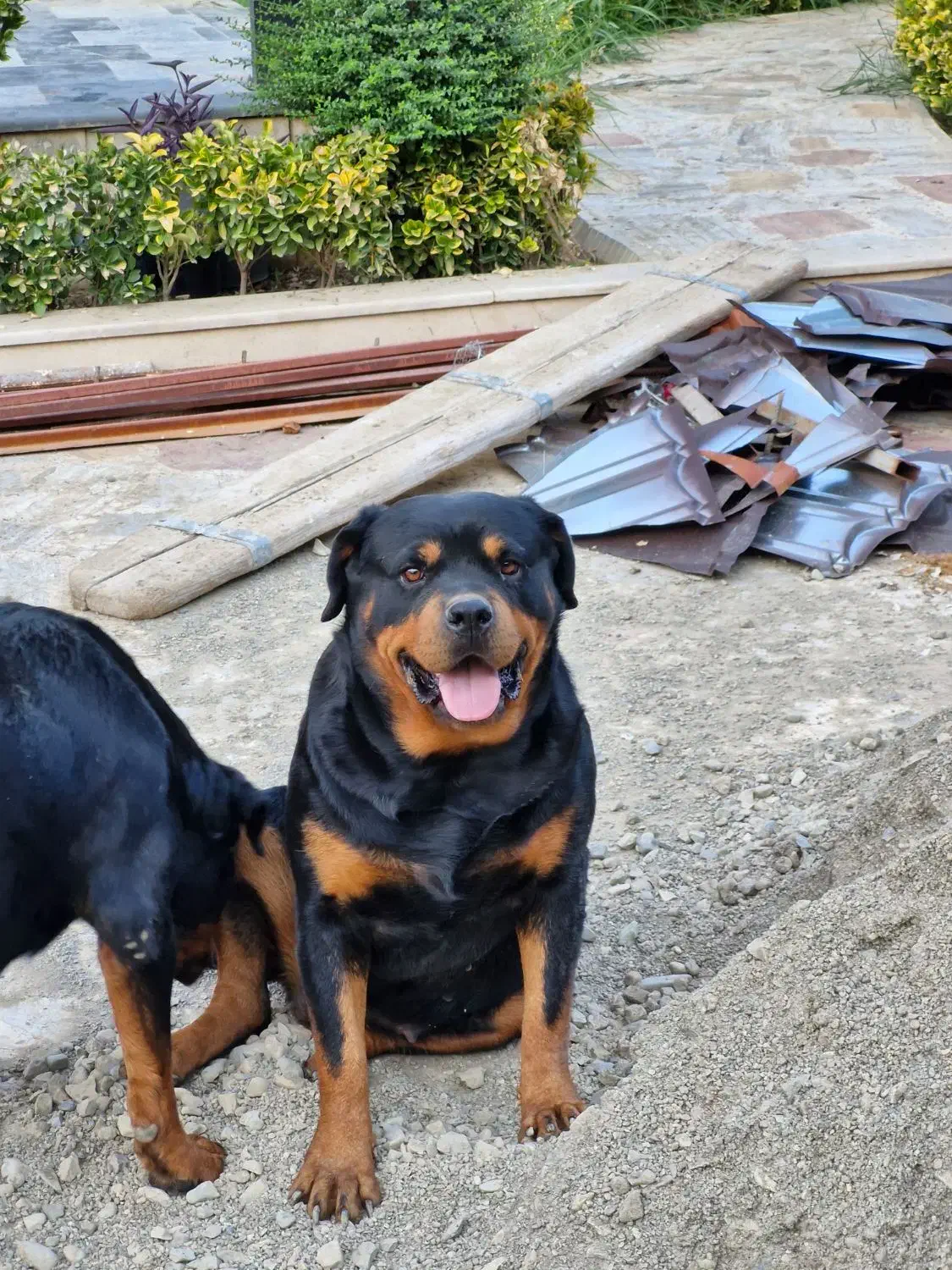 سگ روت از پدر مادر  اصیل|سگ|هشتگرد, هشتگرد قدیم|دیوار