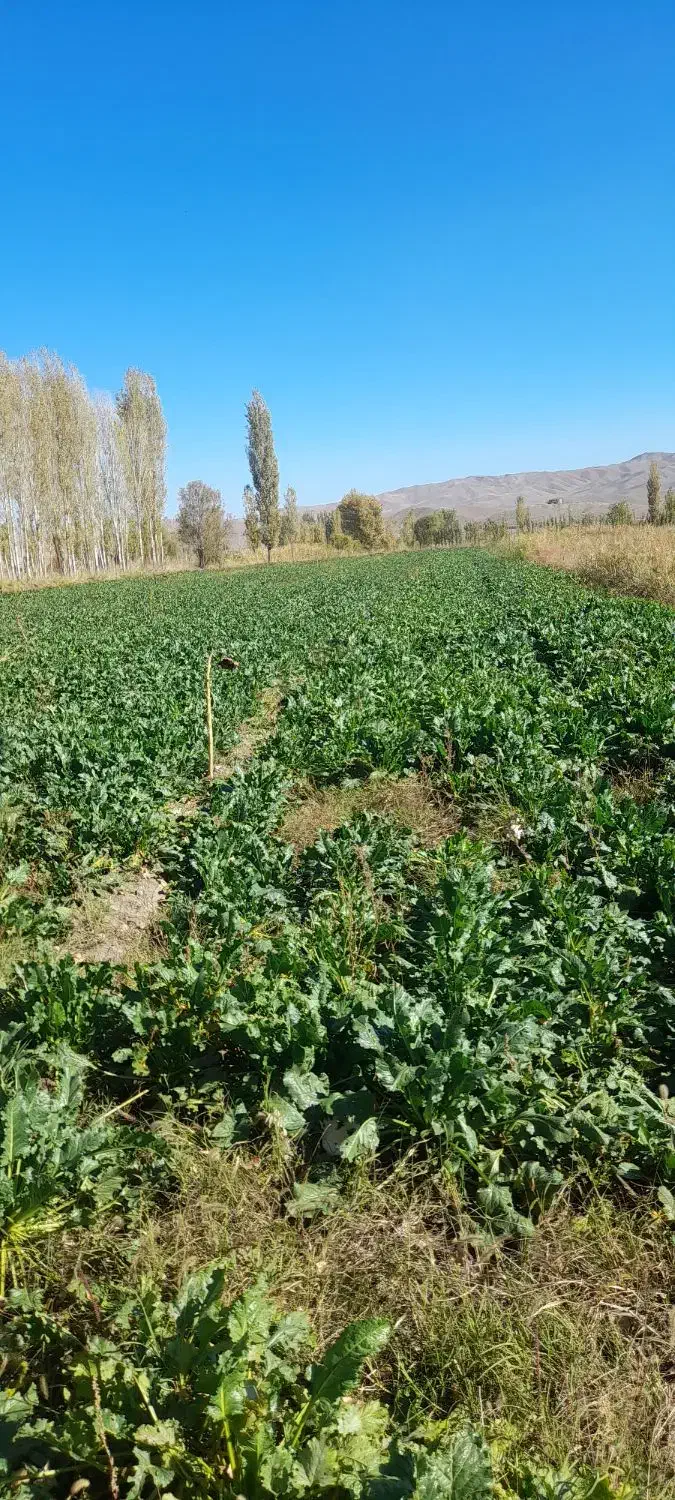 زمین زراعی|فروش دفتر صنعتی، کشاورزی، تجاری|خوی, |دیوار