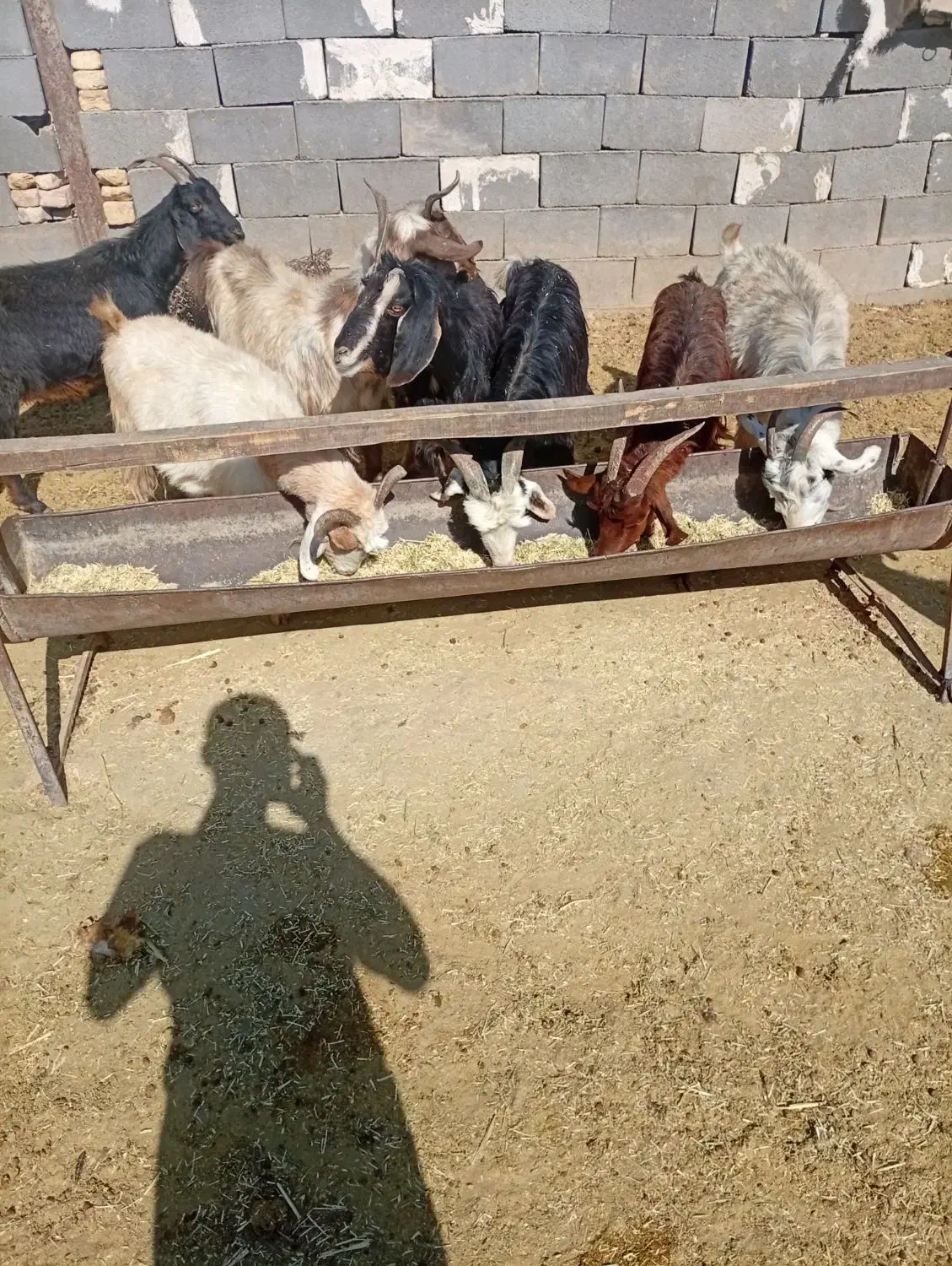 بز نیم گوشت|حیوانات مزرعه|مرودشت, ده بید|دیوار