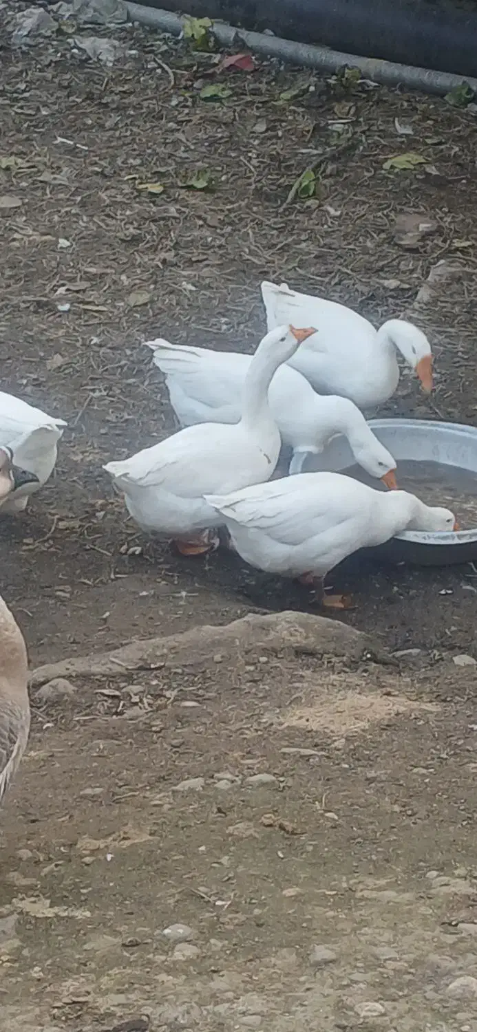 قو غاز|حیوانات مزرعه|رودسر, |دیوار