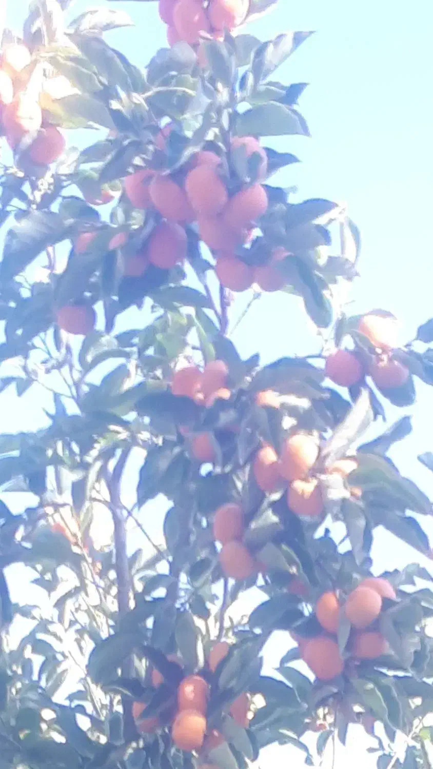 خرمالو درشت و آبدار ژاپنی|خوردنی و آشامیدنی|بافت, |دیوار