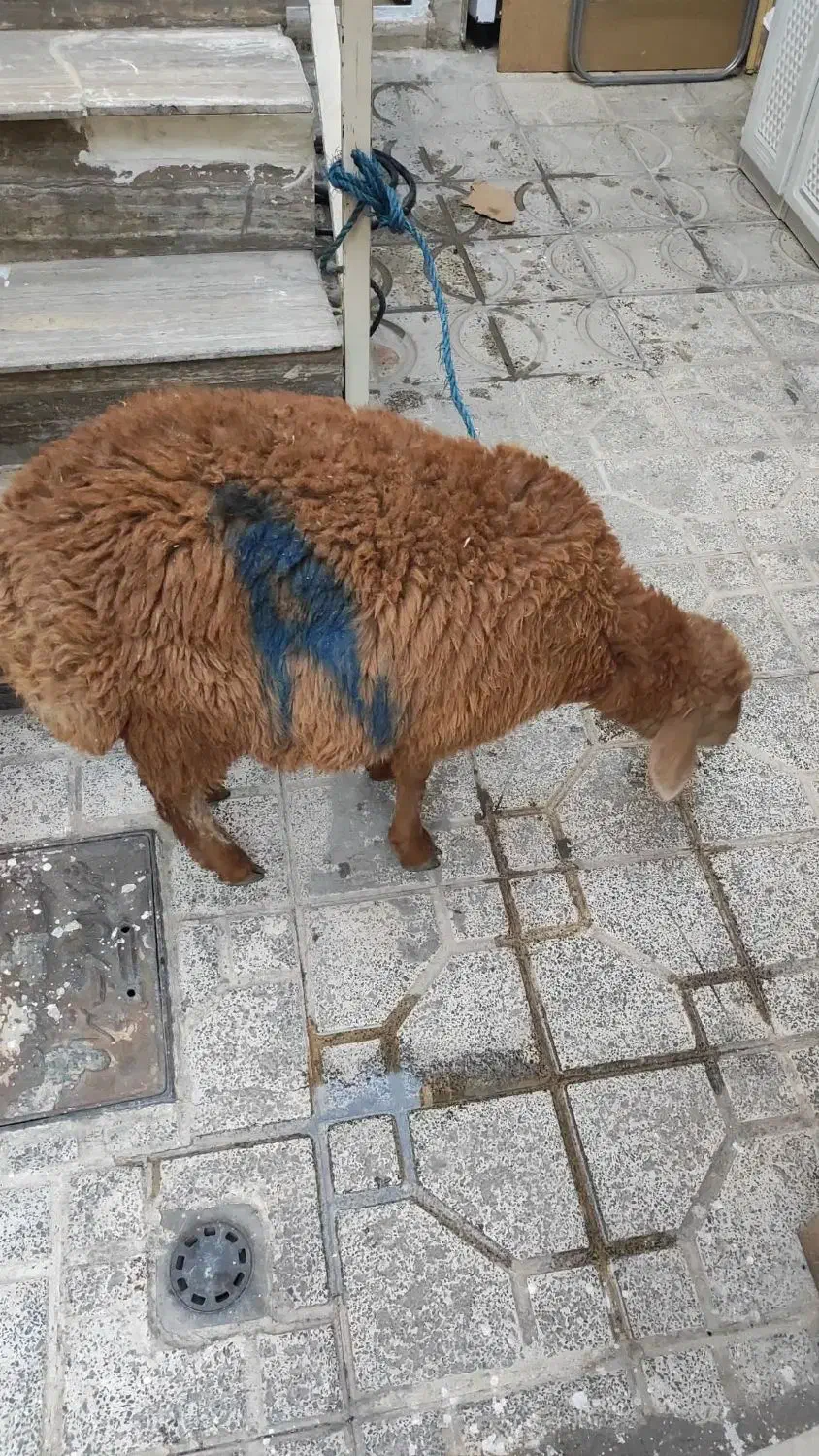 گوسفند سلامت|حیوانات مزرعه|شهریار, شهرک سازمانی ظفر|دیوار